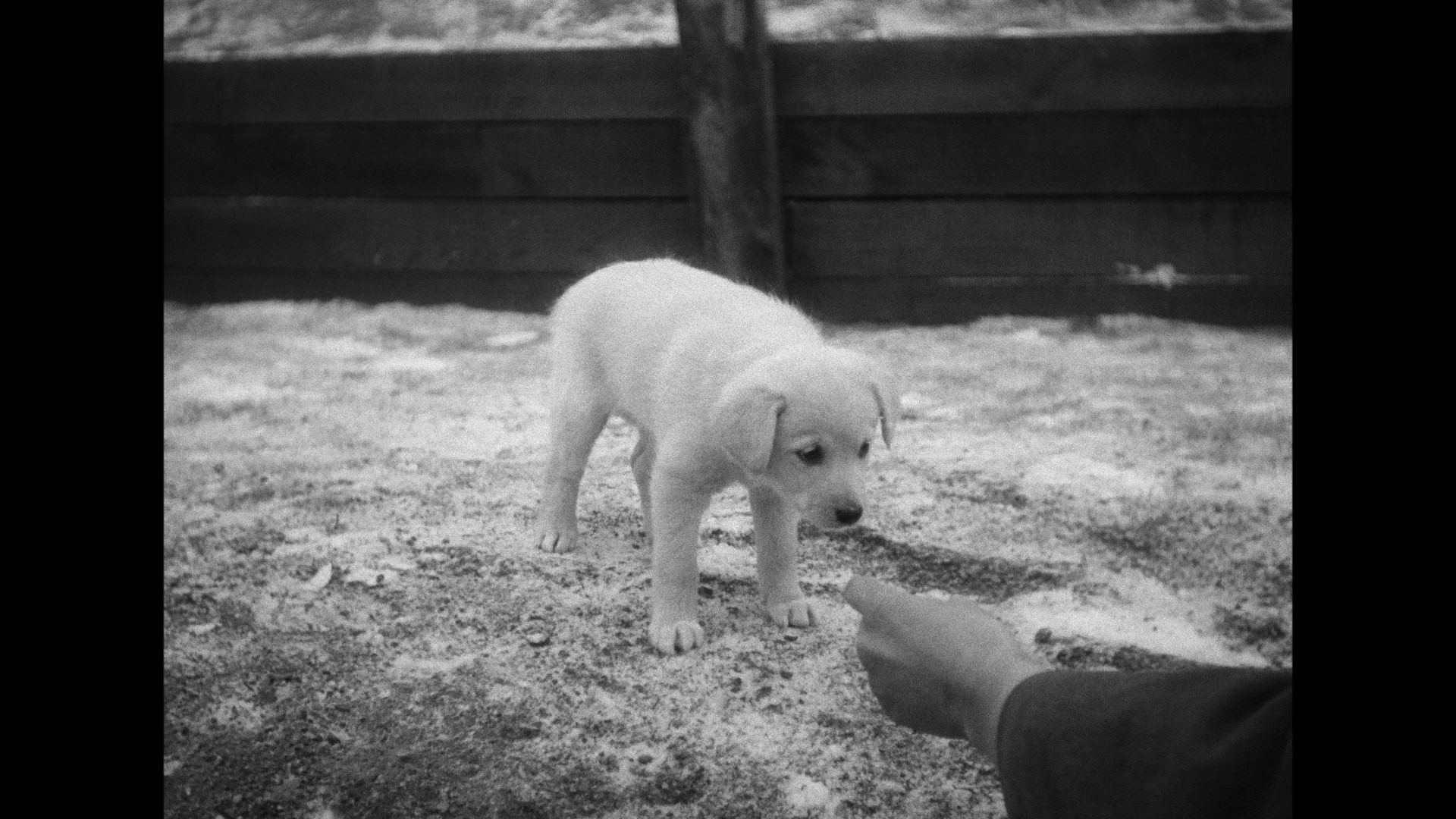 Screen capture from Ingmar Bergman Volume One