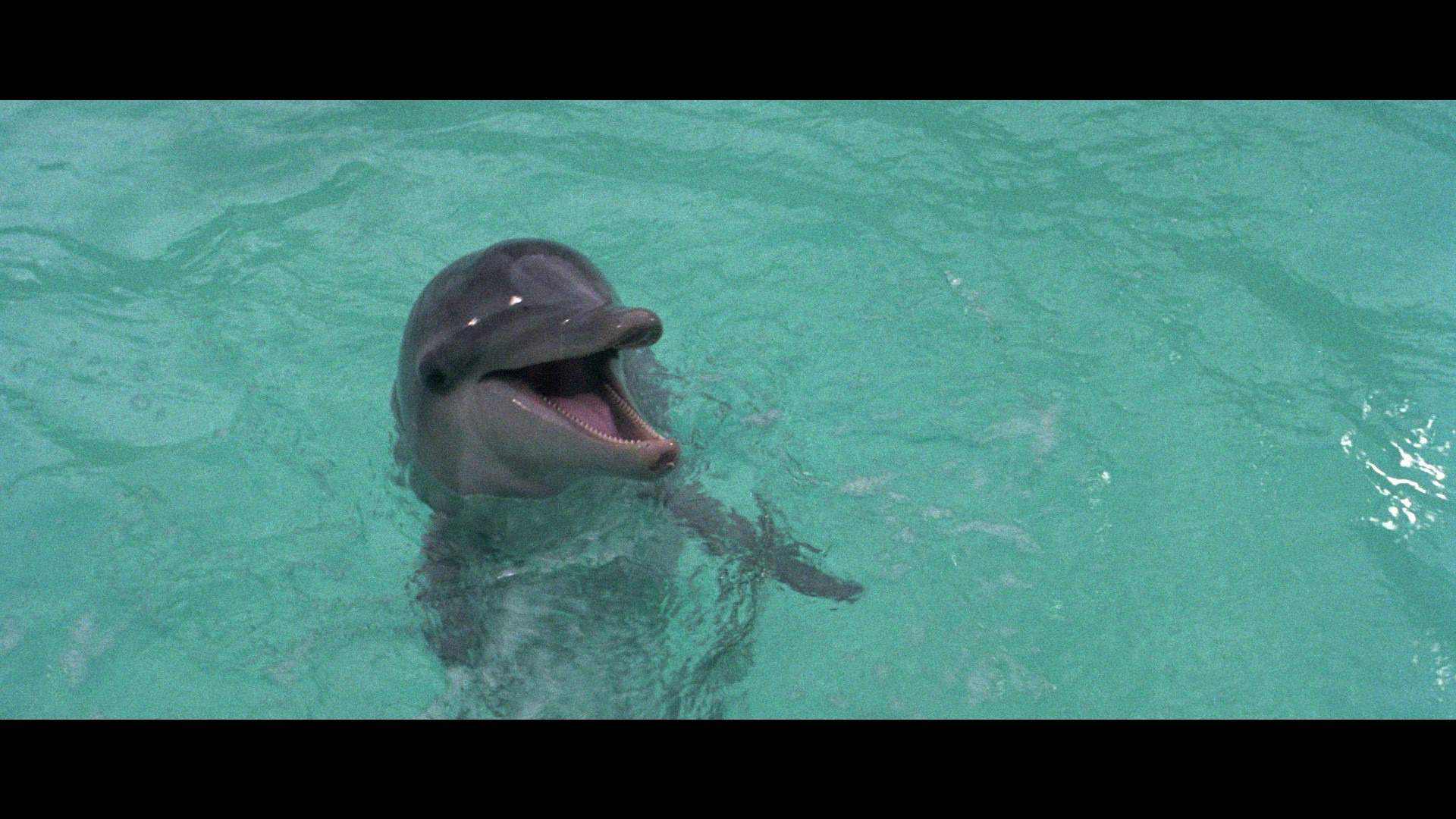Screen capture from The Day of the Dolphin