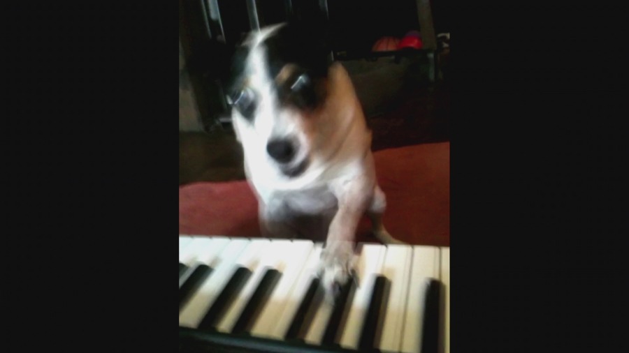 Screen capture from Heart of a Dog