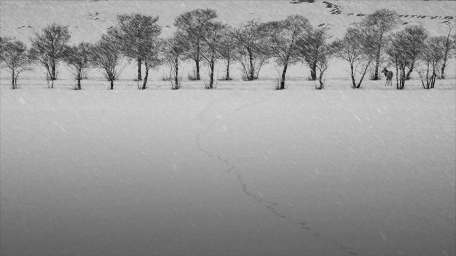 Screen capture from 24 Frames