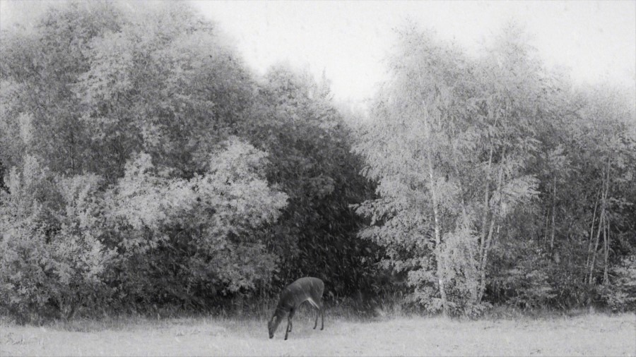Screen capture from 24 Frames