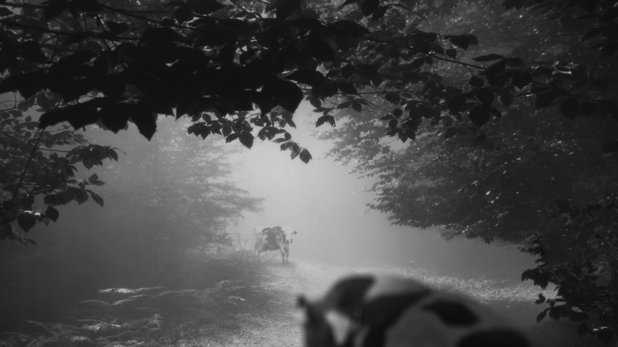 Screen capture from 24 Frames