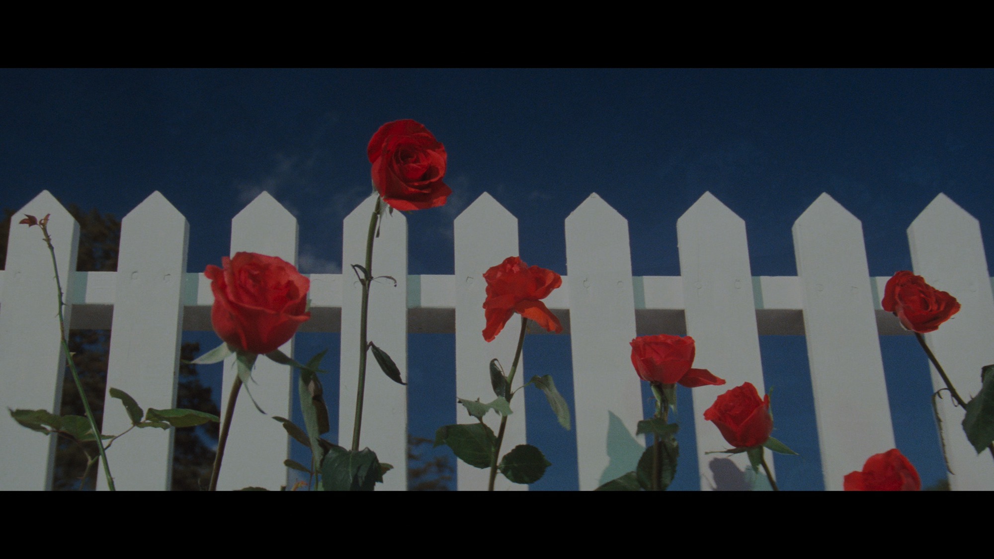 Screen capture from Blue Velvet