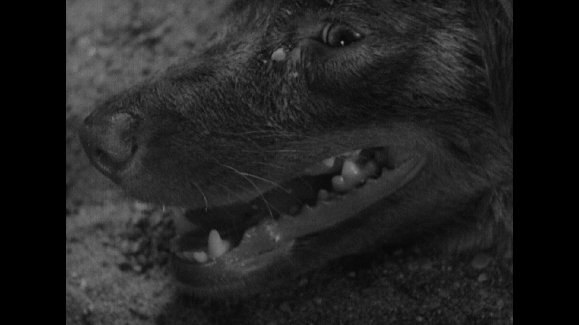 Screen capture from Stray Dog