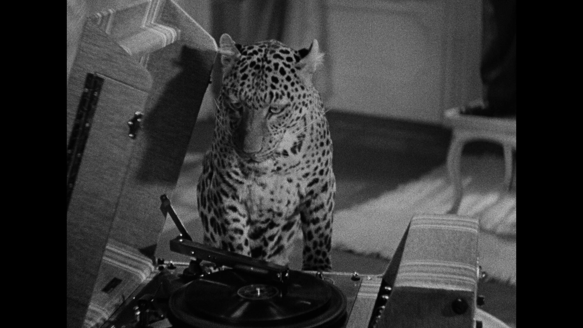 Screen capture from Bringing Up Baby