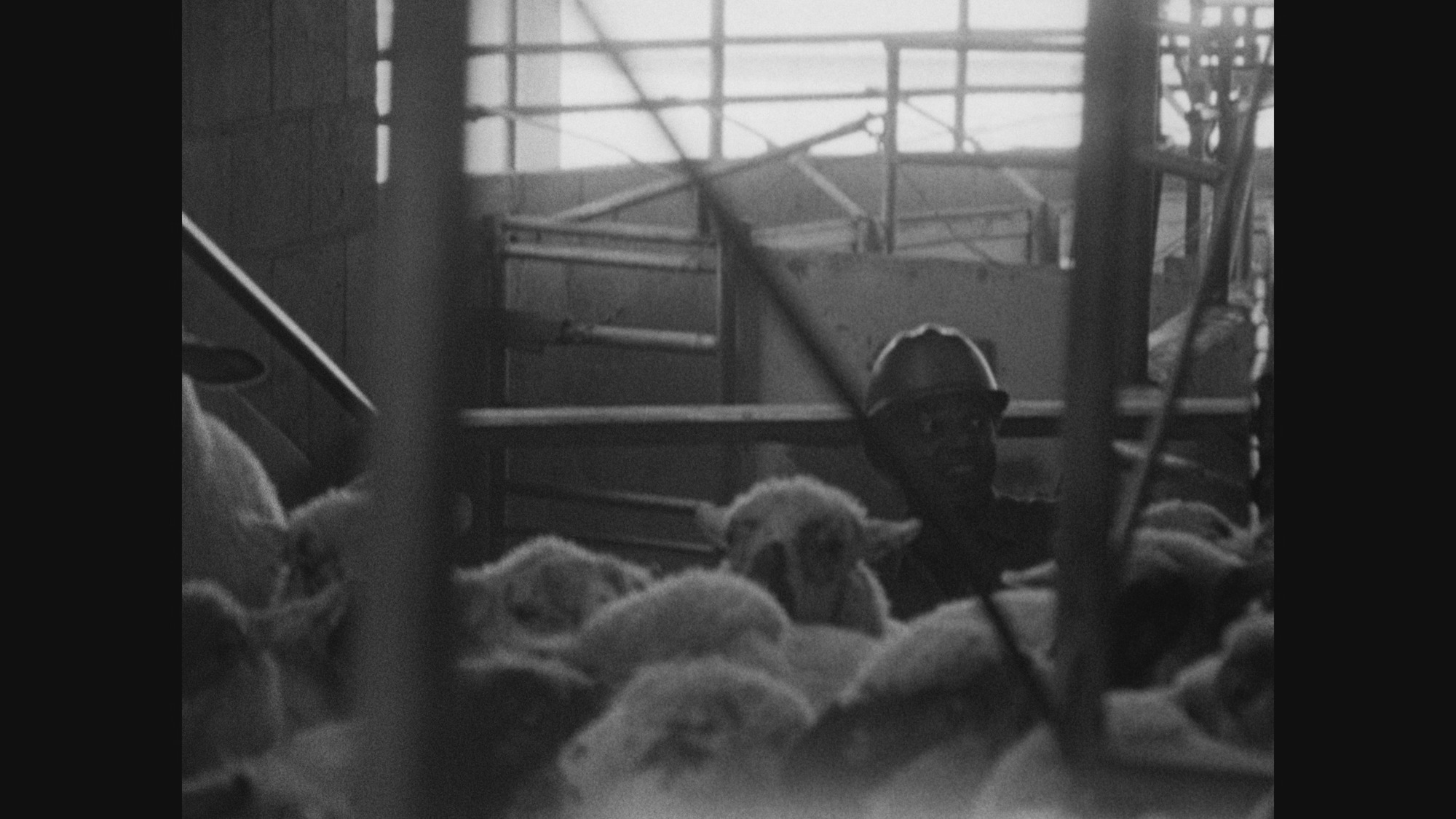 Screen capture from Killer of Sheep