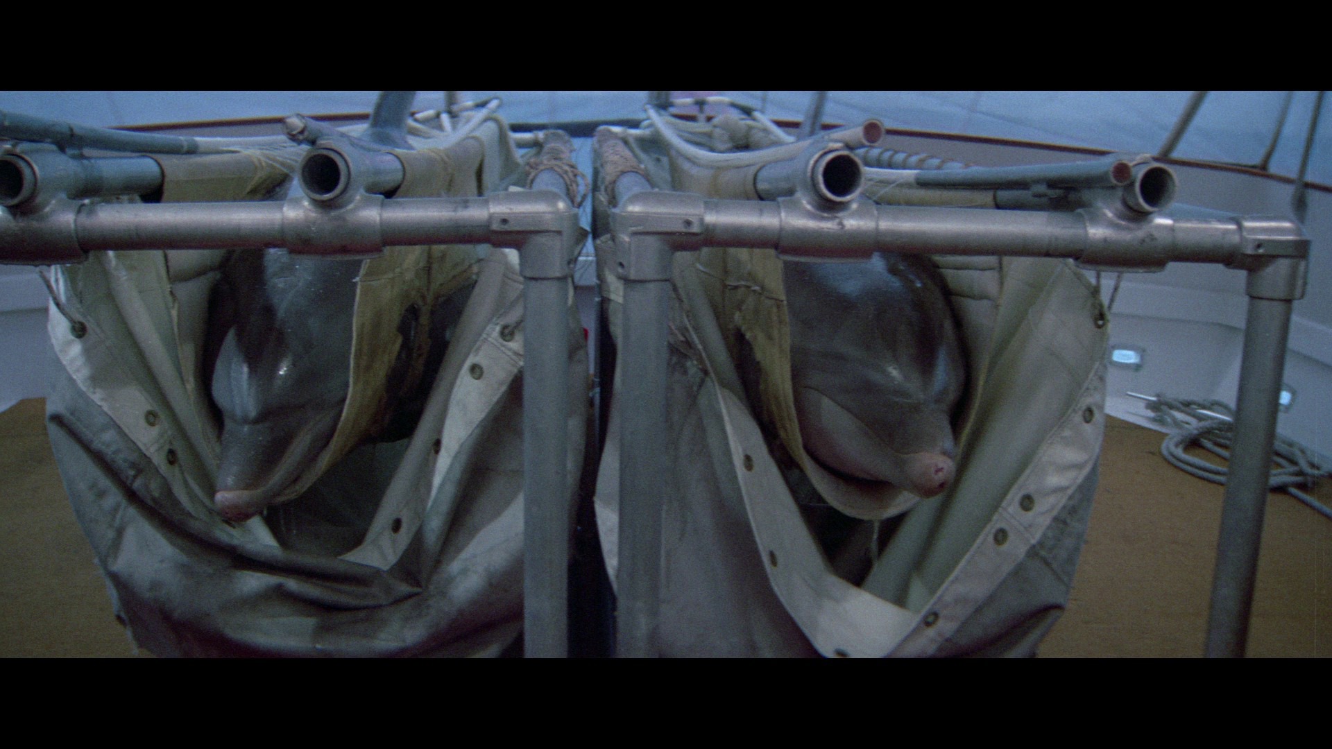 Screen capture from The Day of the Dolphin