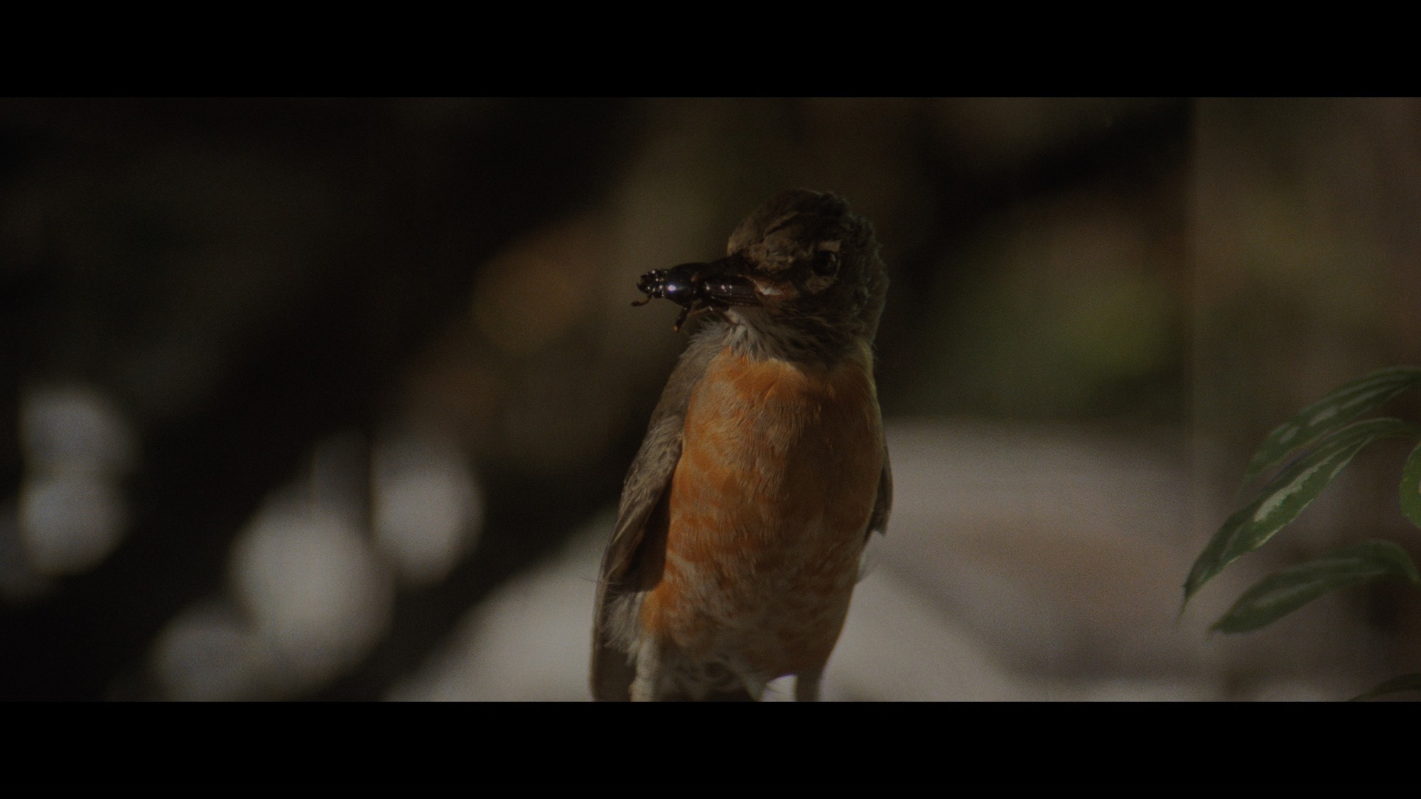 Screen capture from Blue Velvet