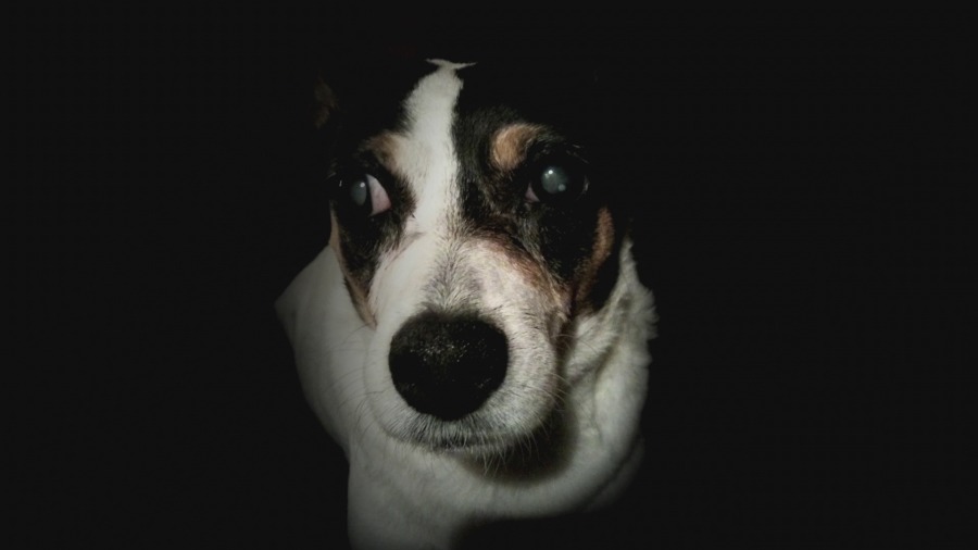 Screen capture from Heart of a Dog