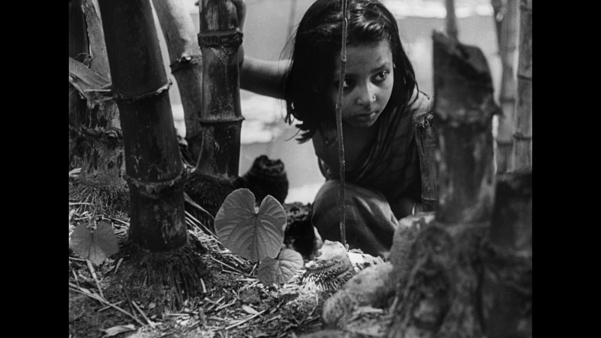 Screen capture from Pather Panchali