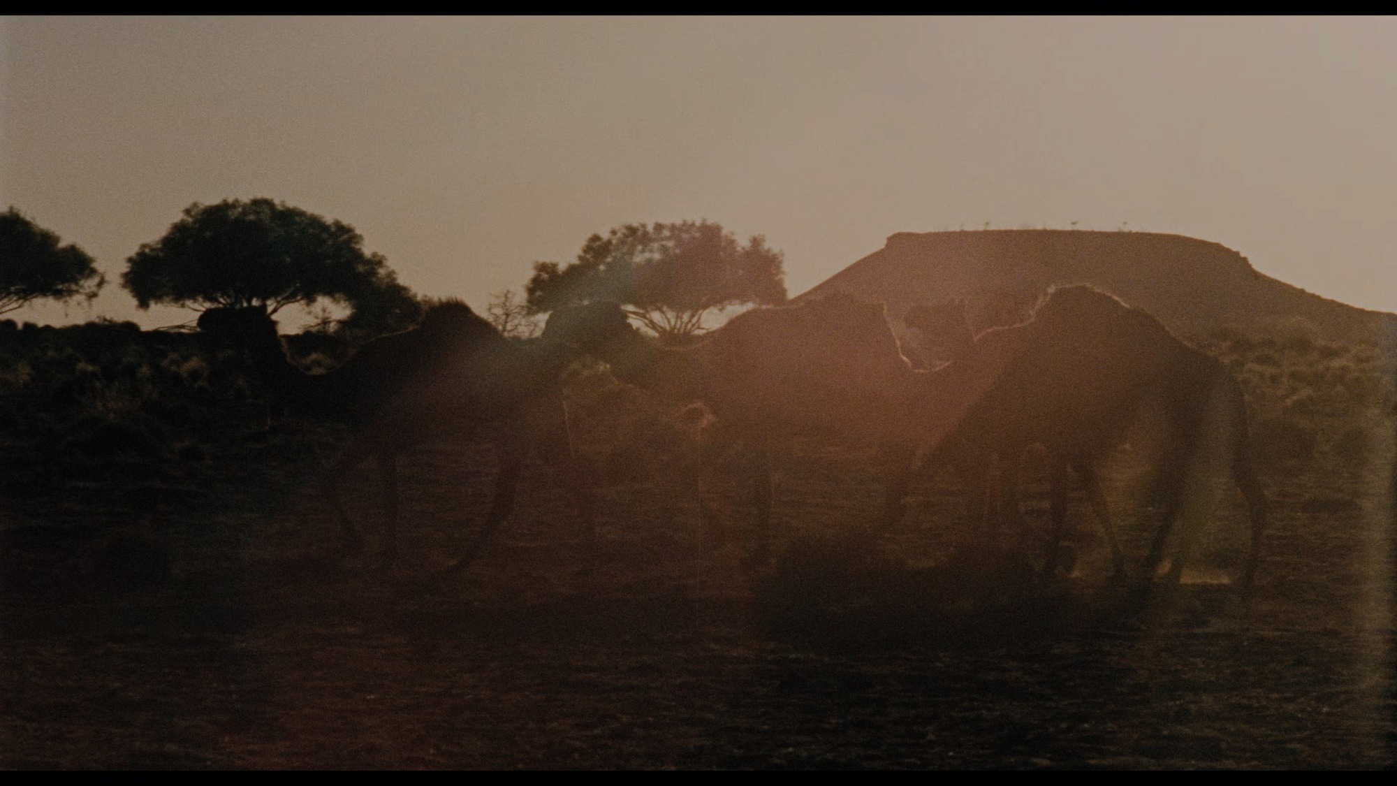 Screen capture from Walkabout