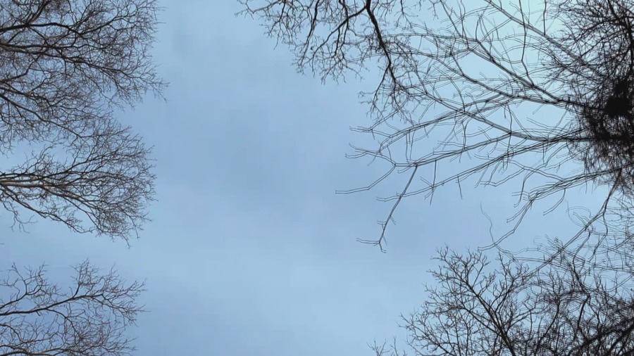 Screen capture from Heart of a Dog