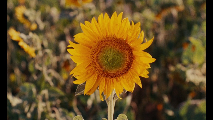 Screen capture from The Complete Films of Agnès Varda