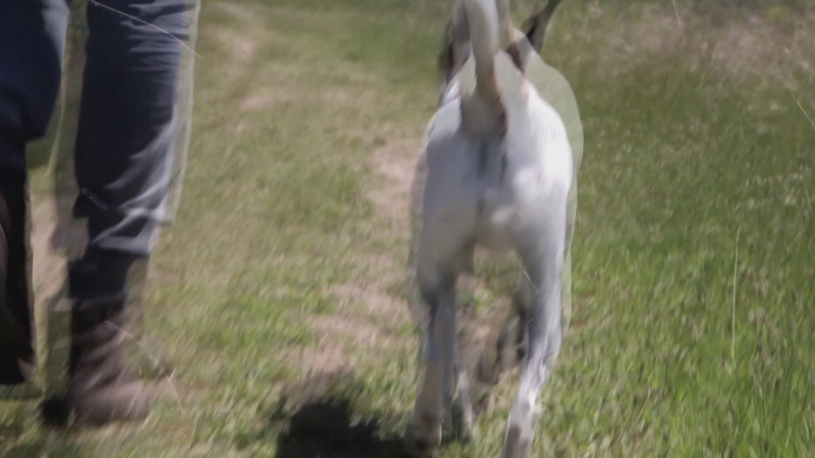 Screen capture from Heart of a Dog