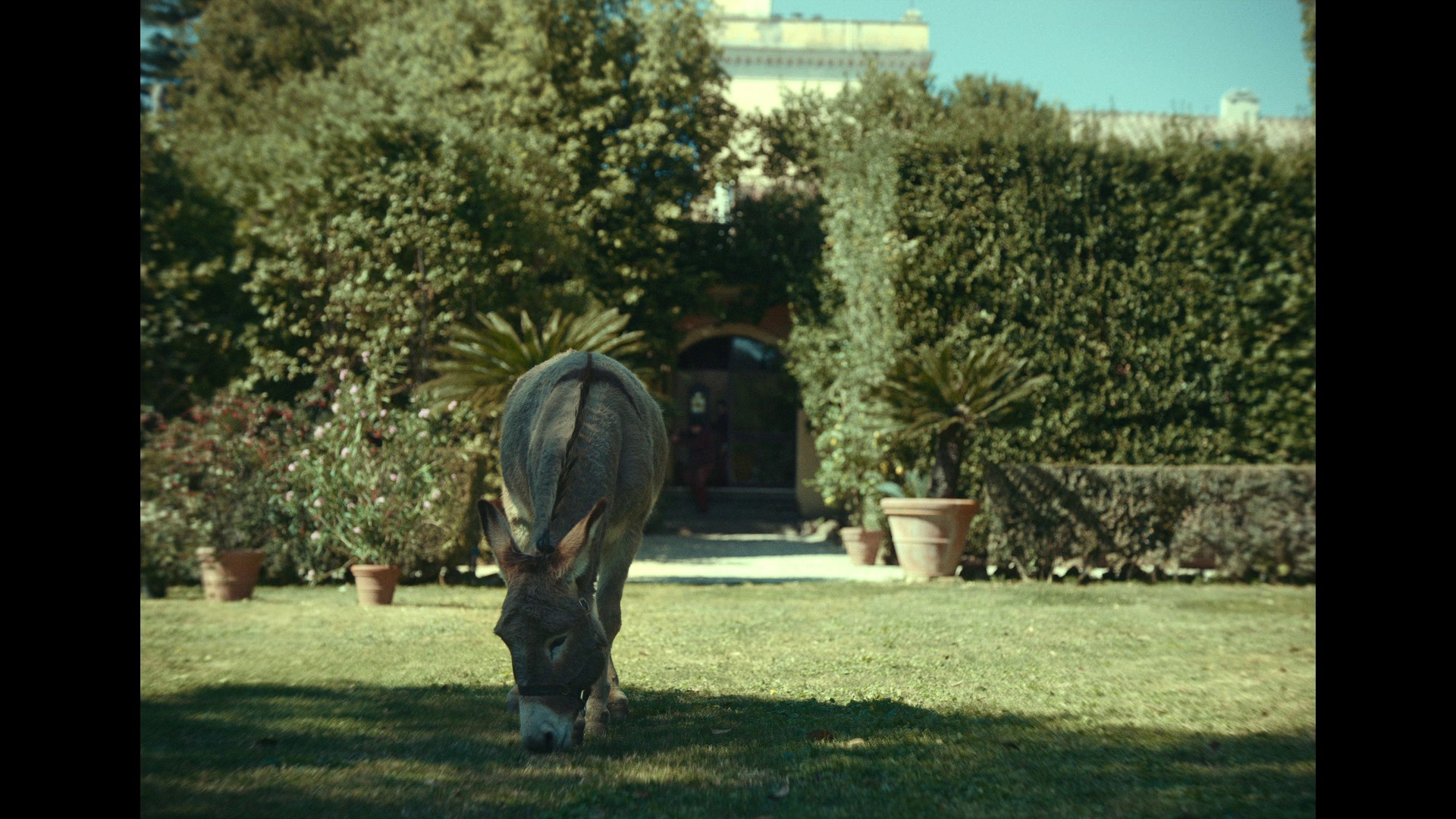 Screen capture from EO