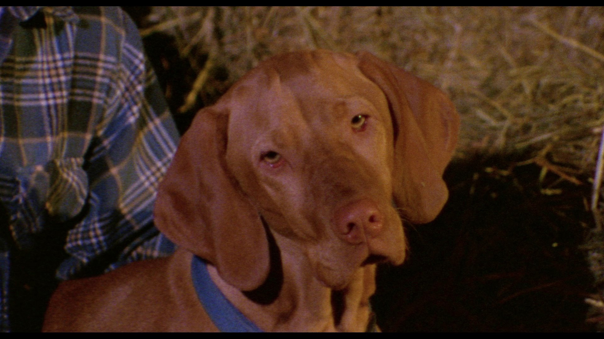 Screen capture from Weird Wisconsin: The Bill Rebane Collection