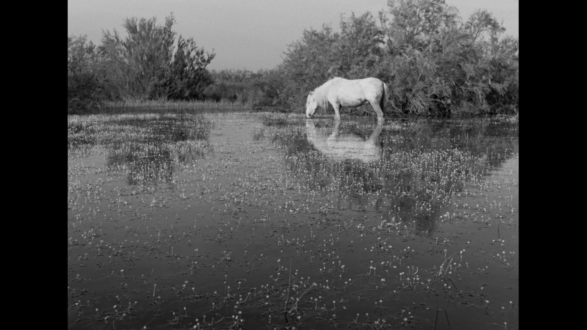 Screen capture from The Red Balloon and Other Stories: Five Films by Albert Lamorisse