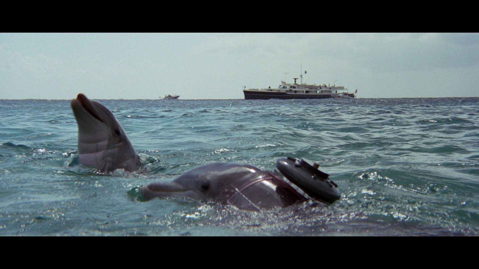 Screen capture from The Day of the Dolphin
