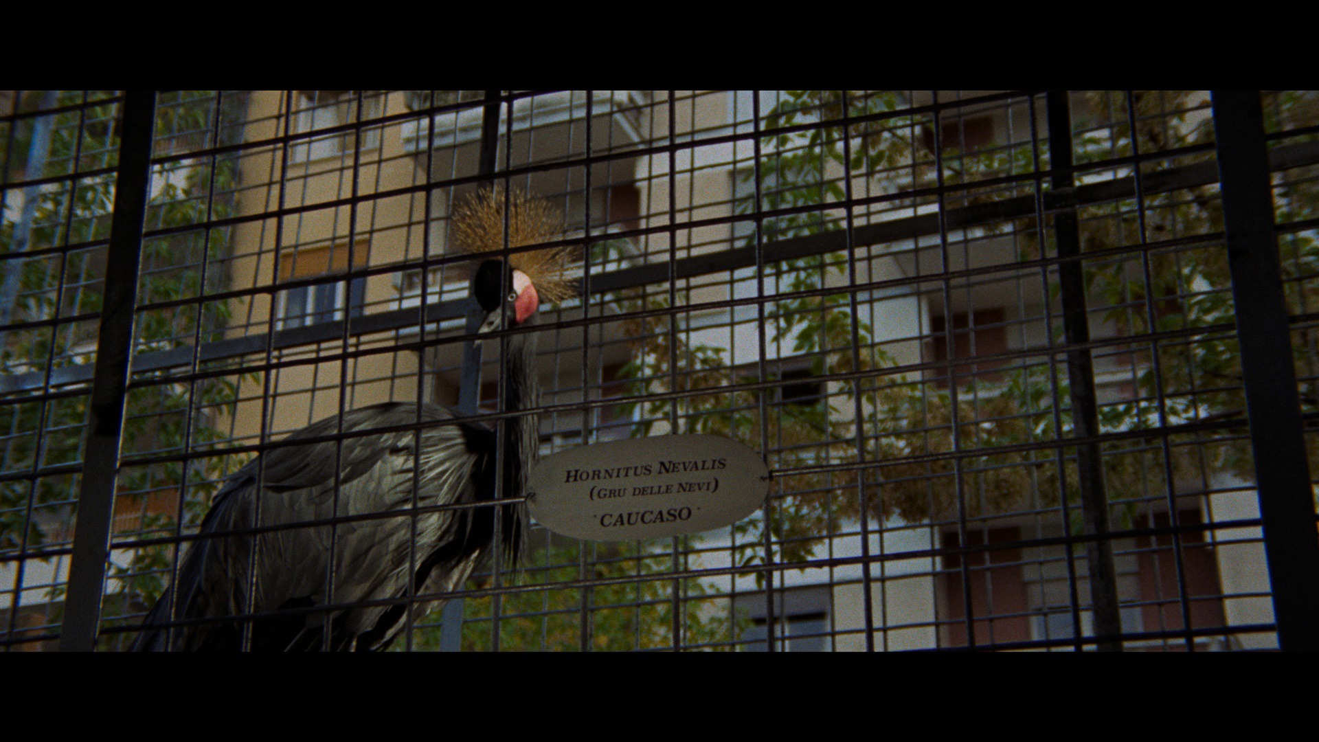 Screen capture from The Bird with the Crystal Plumage