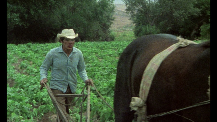 Screen capture from ¡Alambrista!
