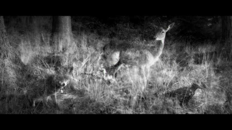 Screen capture from Antichrist