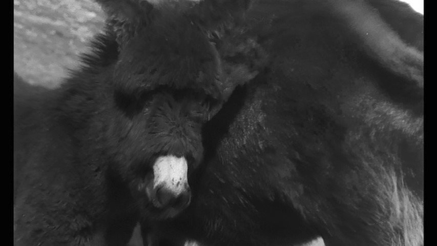 Screen capture from Au hasard Balthazar