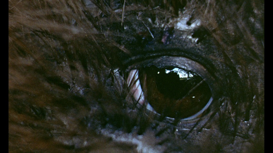Screen capture from The Beast