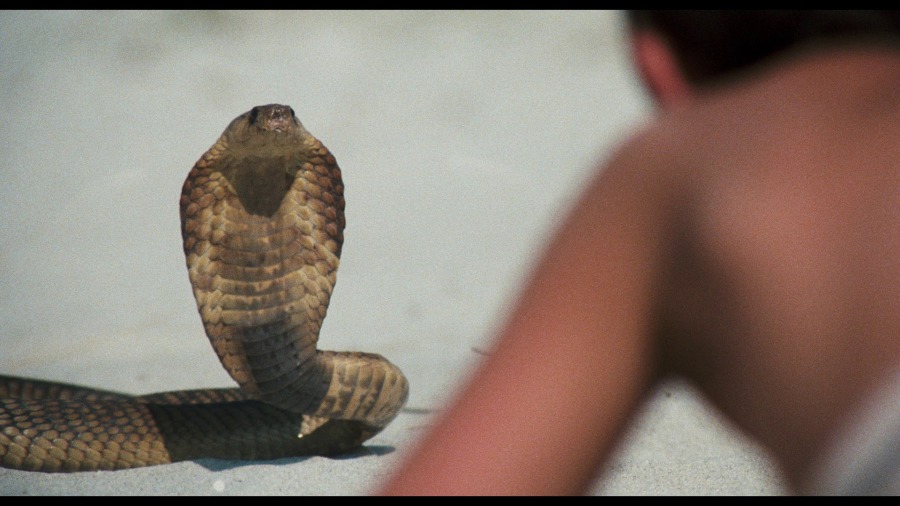 Screen capture from The Black Stallion