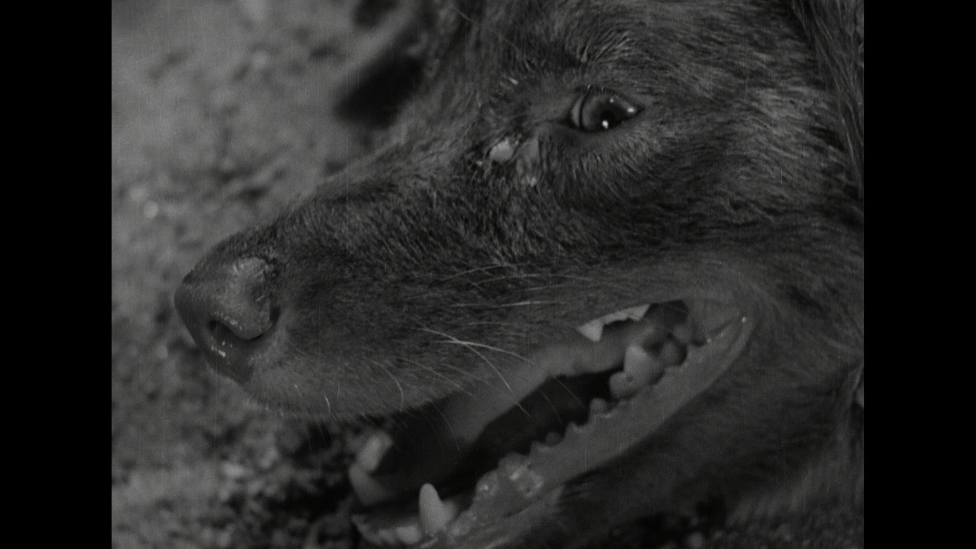 Screen capture from Stray Dog