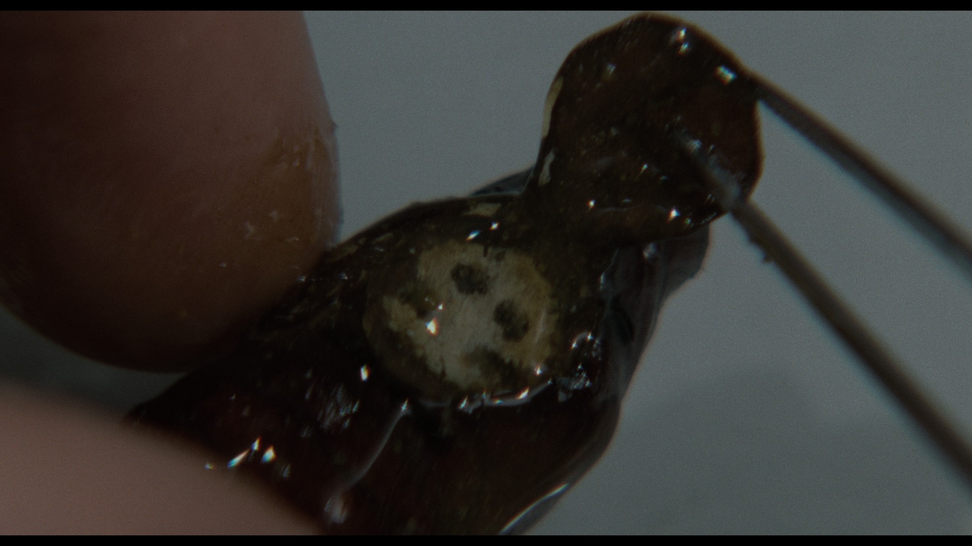 Screen capture from The Silence of the Lambs