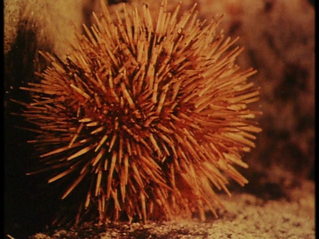 Screen capture from Science Is Fiction: 23 Films by Jean Painlevé