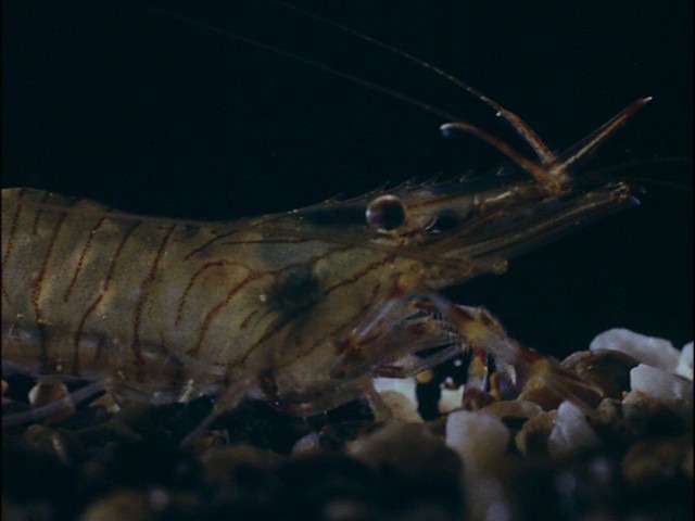 Screen capture from Science Is Fiction: 23 Films by Jean Painlevé