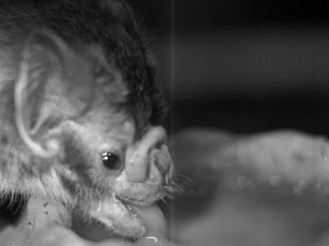 Screen capture from Science Is Fiction: 23 Films by Jean Painlevé