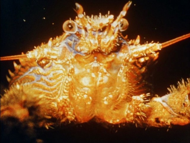 Screen capture from Science Is Fiction: 23 Films by Jean Painlevé