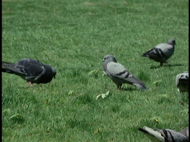 Screen capture from Science Is Fiction: 23 Films by Jean Painlevé