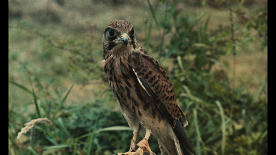Screen capture from Kes