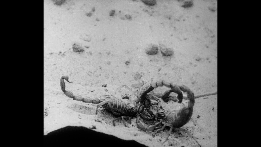 Screen capture from L'Age d'or / Un Chien Andalou