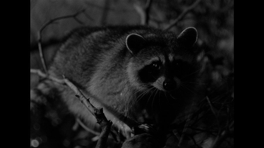 Screen capture from Moonrise