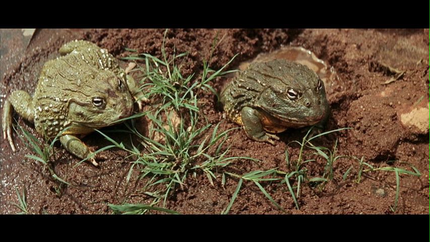 Screen capture from The Naked Prey