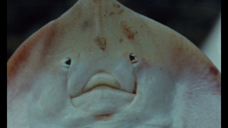Screen capture from Purple Noon