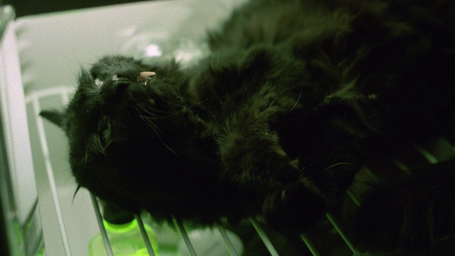 Screen capture from Re-Animator