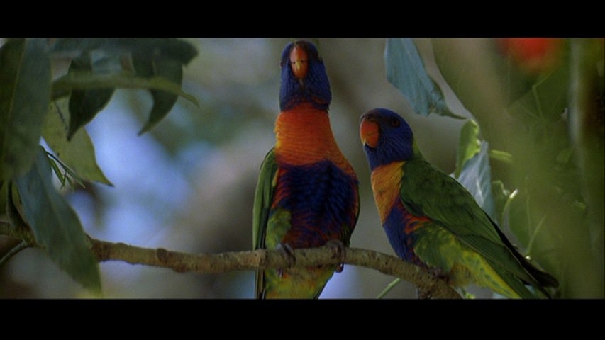 Screen capture from The Thin Red Line