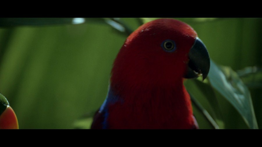 Screen capture from The Thin Red Line