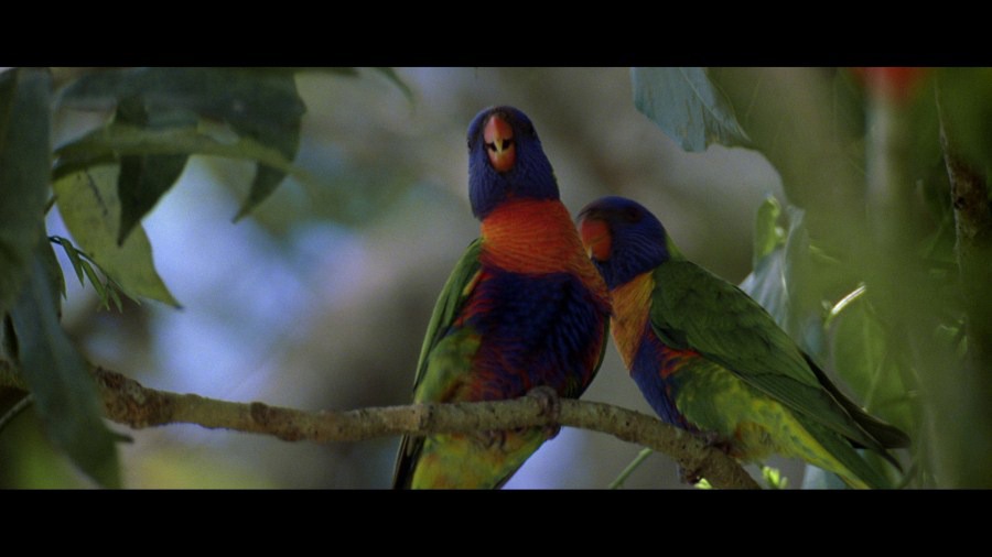 Screen capture from The Thin Red Line