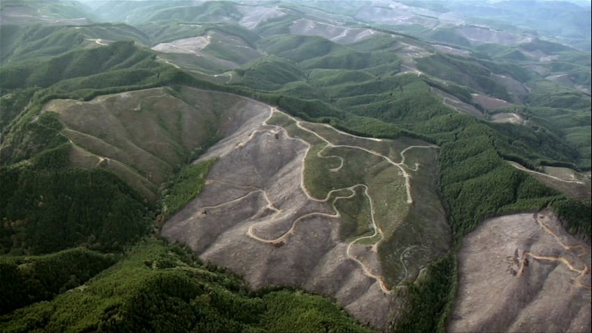 Screen capture from If A Tree Falls: A Story of the Earth Liberation Front
