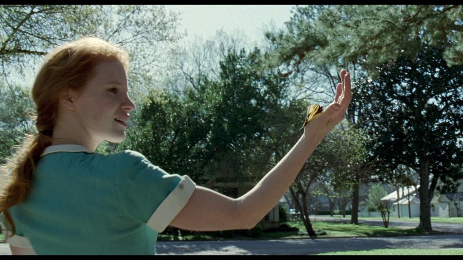Screen capture from The Tree of Life