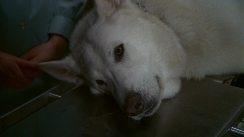 Screen capture from White Dog