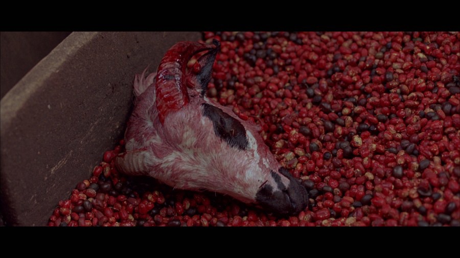 Screen capture from White Material