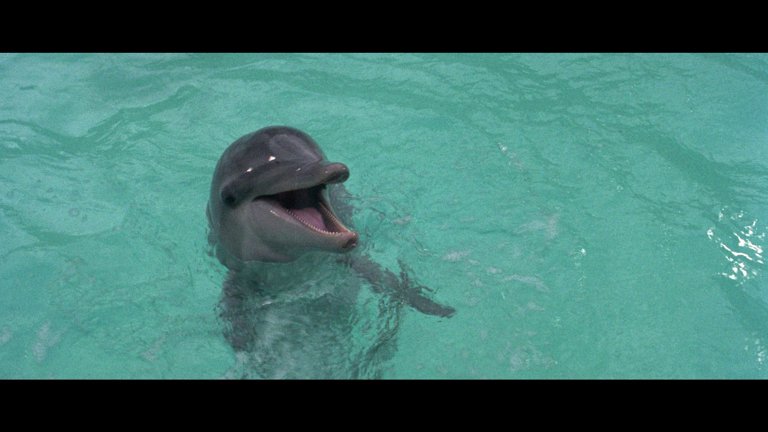 Screen capture from The Day of the Dolphin