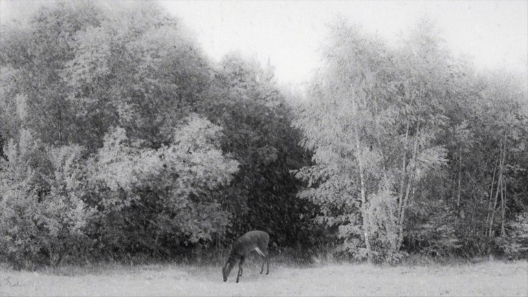 Screen capture from 24 Frames